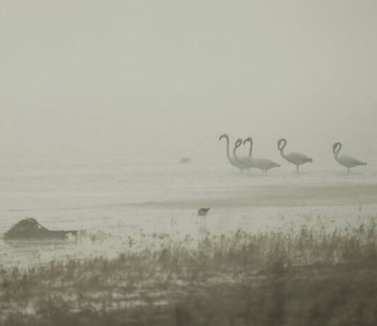 На Николаевщину впервые прилетели розовые фламинго