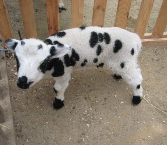 В Николаевском зоопарке родился барашек Святого Якова