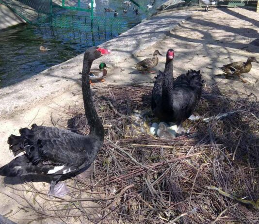 Весеннее пополнение: в Николаевском зоопарке вылупился первый птенец черных лебедей