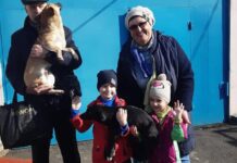 Все хотят друга: в Центре защиты животных Николаева массово разобрали собак