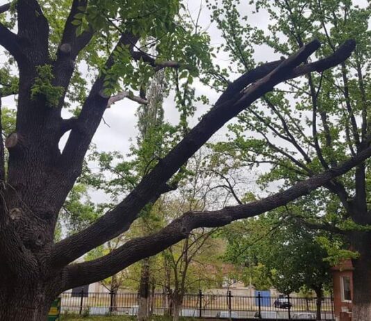 В Николаеве 285-летняя "мама-дубица" нуждается в лечении