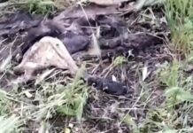 Вонь и антисанитария: в Николаеве коммунальщики неделю не убирают трупы животных, но отчитались, что все выполнено