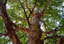 Пока горожане страдают, в Агентстве развития Николаева выступили "за" платаны