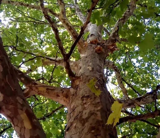 Пока горожане страдают, в Агентстве развития Николаева выступили "за" платаны