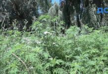 В Николаеве коммунальщики начали обрабатывать химикатами амброзию
