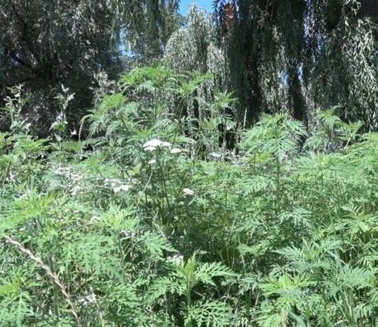 В Николаеве коммунальщики начали обрабатывать химикатами амброзию