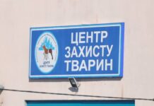 Отлов 510 грн, стерилизация 1340 грн, эвтаназия 646 грн: сколько обходится Николаеву работа КП "Центр защиты животных"