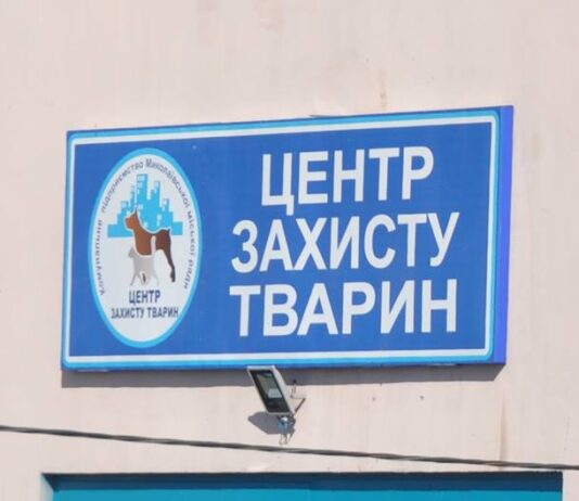 Отлов 510 грн, стерилизация 1340 грн, эвтаназия 646 грн: сколько обходится Николаеву работа КП "Центр защиты животных"