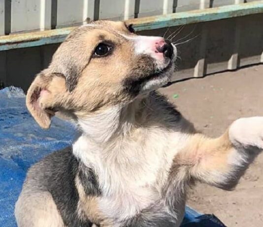 Где взять собаку в карантин: николаевский Центр защиты животных дарит четырехлапых друзей