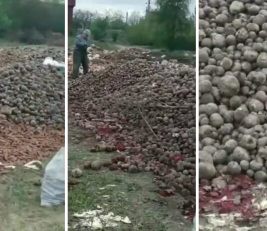 Овощная свалка: под Николаевом выбросили десятки тонн продуктов