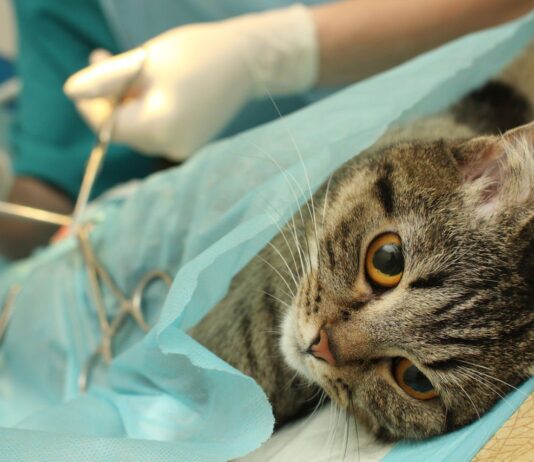 В Николаеве после стерилизации за 200 гривен умирают животные