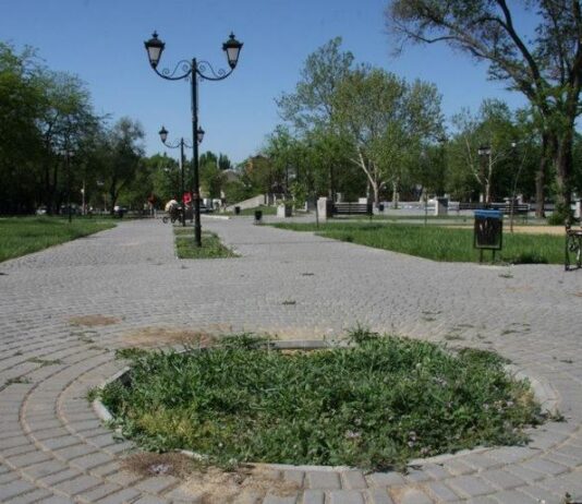 Николаевская власть планирует закупить для сквера «Сердце города» саженцы по 2114 грн