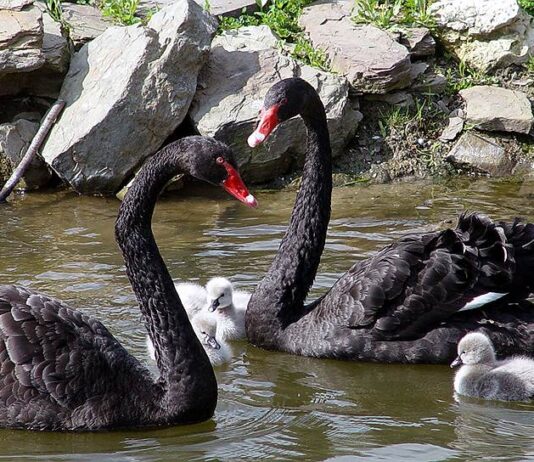 В Николаевском зоопарке загнездились черные лебеди