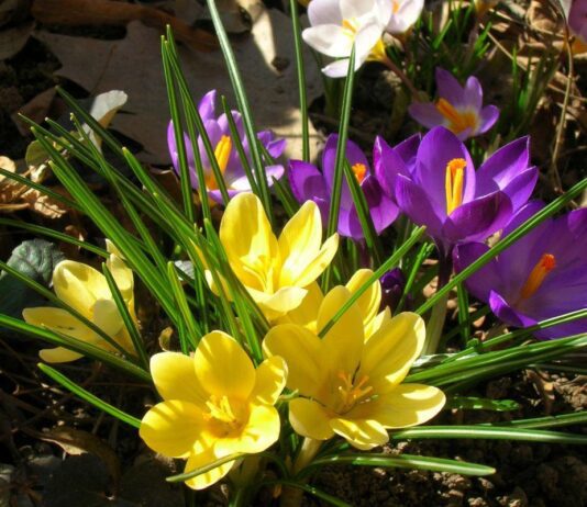 Операция «Первоцвет»: штраф за незаконный срыв цветов