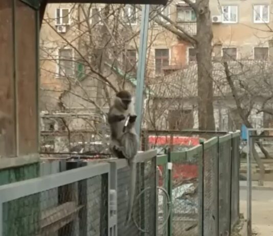 В Николаеве обезьяна вышла прогуляться по городу