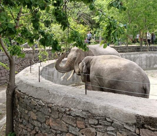 Именинник: в Николаевском зоопарке слон Динкар празднует свой первый юбилей