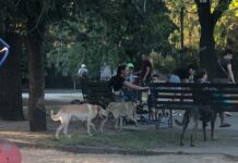 В николаевском сквере «Сердце города» вместо детей на площадках играют большие собаки