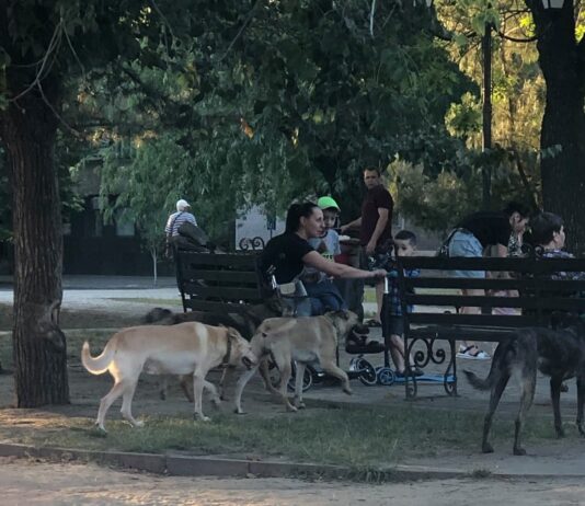 В николаевском сквере «Сердце города» вместо детей на площадках играют большие собаки