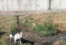 Завоняли весь район: в Снигиревке из-под забора местного кафе текут нечистоты