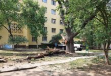 В Николаеве обновили почти 300-летний дуб