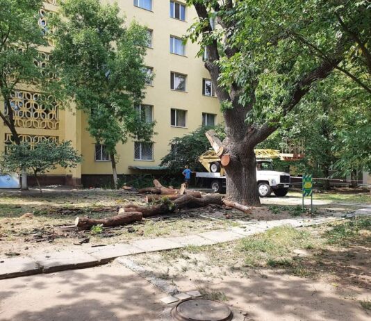 В Николаеве обновили почти 300-летний дуб