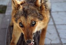 Бешенство шакала и лисицы, варроатоз пчел: на Николаевщине зафиксированы новые вспышки заразных болезней животных