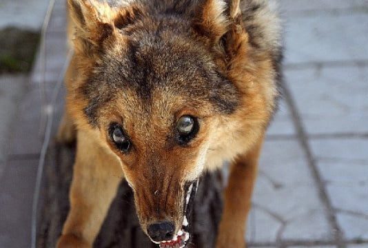 Бешенство шакала и лисицы, варроатоз пчел: на Николаевщине зафиксированы новые вспышки заразных болезней животных