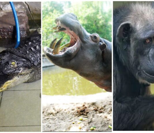 Аллигатору — 73 года, шимпанзе — 52, бегемоту — 42: старожилы Николаевского зоопарка