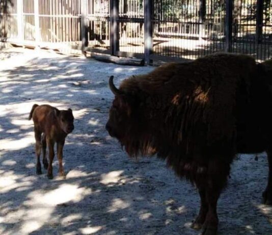 В Николаевском зоопарке очередное пополнение: в семьях зубров и верблюдов родились малыши