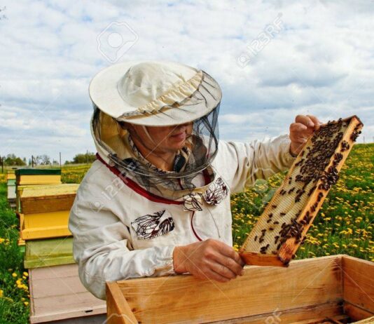 Умный улей: николаевские пчеловоды разработали систему онлайн слежения за медоносами