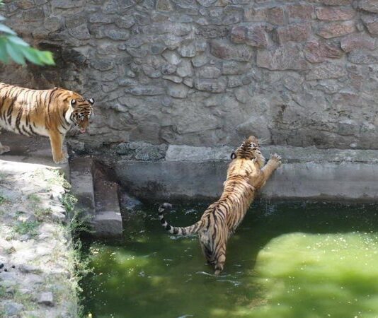 В Николаевском зоопарке амурские тигрицы Пенелопа и Агриппина отмечают 15-летие