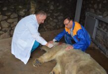 В Николаевском зоопарке показали «спецоперацию» по переселению белой медведицы Сметанки на «Остров зверей»