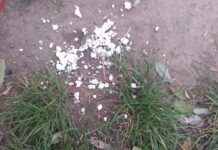 В Николаеве неизвестные разбросали яд для бродячих собак