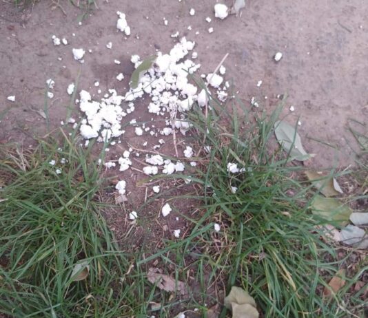 В Николаеве неизвестные разбросали яд для бродячих собак