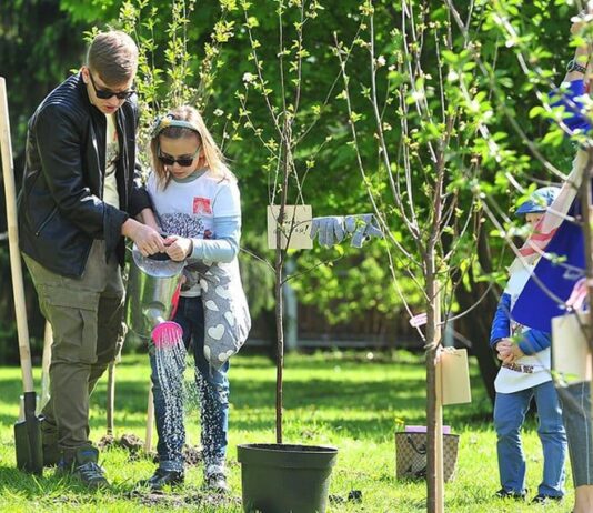Николаевцев зовут высадить 1000 саженцев липы в парке «Дружба»