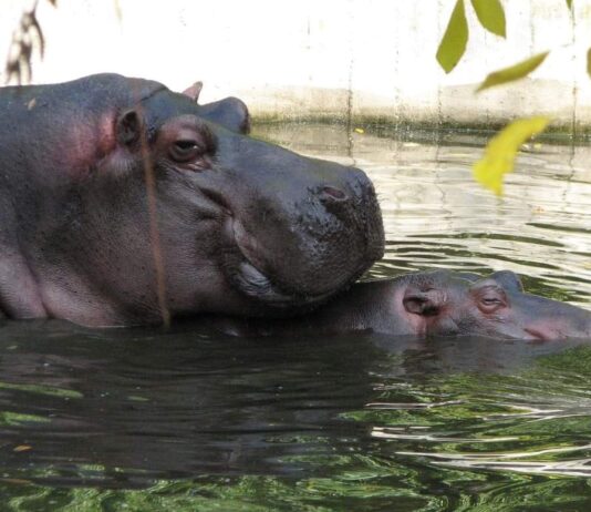 Нас чуть мама Казимира не раздавила: Владимир Топчий рассказал, как в Николаевском зоопарке появился первый бегемот