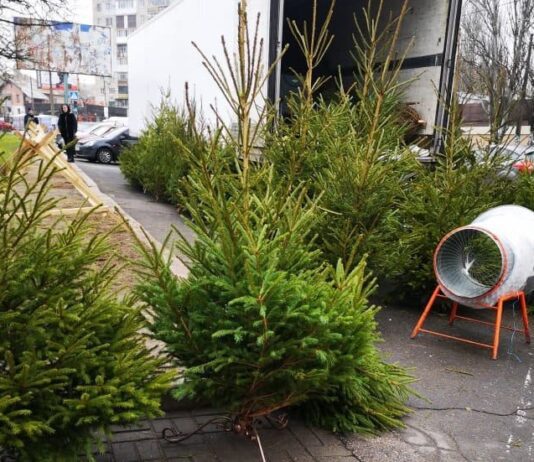 Живая или искусственная: сколько николаевцам придется заплатить за новогоднюю елку