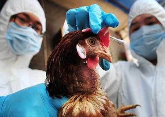 Новая угроза: на Николаевщине зафиксировали вспышку птичьего гриппа