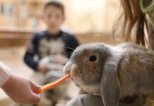 Николаевские зоозащитники выступили против проведения передвижной выставки животных и их использования «ради наживы»