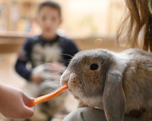 Николаевские зоозащитники выступили против проведения передвижной выставки животных и их использования «ради наживы»