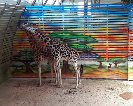 Стало известно, когда николаевцы снова смогут посетить слонов, жирафов и приматов в зоопарке