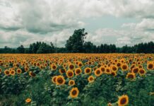 Прибирання соняшника: оптимальні терміни і мінімальні втрати врожаю