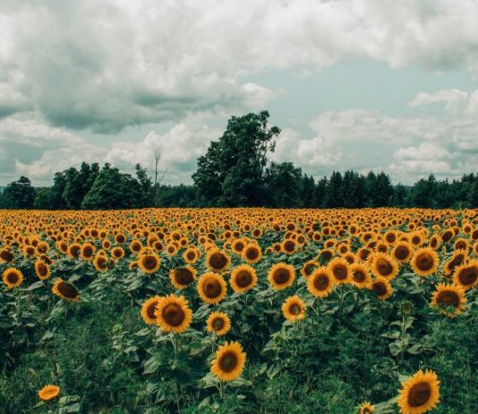 Уборка подсолнуха: оптимальные сроки и минимальные потери урожая