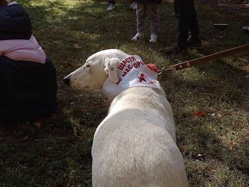 «Счастье не имеет породы»: николаевцев приглашают стать хозяевами беспородных собак