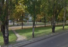 Сенкевич объяснил, почему в городе уничтожают деревья