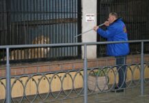 Николаевские львы поехали жить в Южную Африку