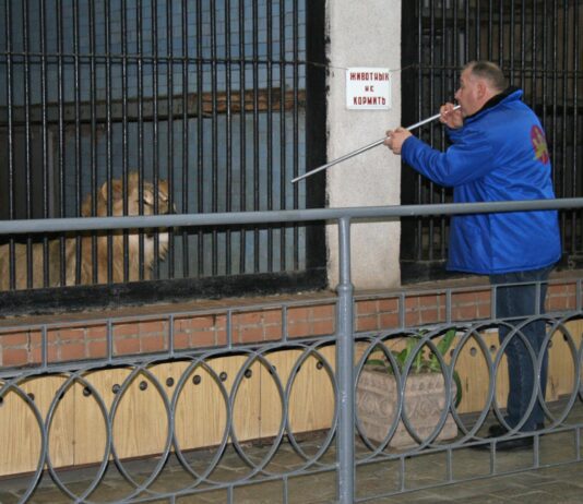 Николаевские львы поехали жить в Южную Африку
