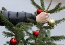Николаевцам рассказали о нестандартных способах утилизации новогодних елок после праздников