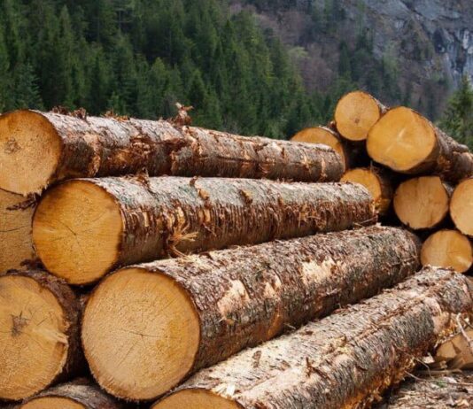 Какая древесина самая дорогая, и как определяется ее стоимость