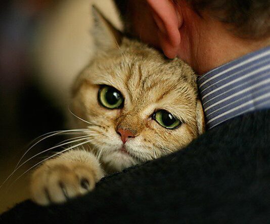 Зоозащитные организации и зоозащитники в Николаеве: до и во время войны